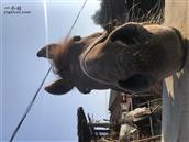 辽宁省,抚顺市,清原县,南山城镇,黑石头村