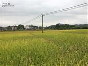 广西,贵港市,桂平市,社步镇,榕罗村