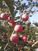 乔家村 乔家村位于方山南麓，远近闻名的方山泉水孕育出优质的方山苹果，为栖霞苹果主要的生产区域