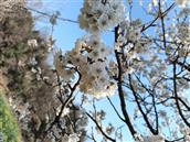 白鹤洞村 宁家梁的樱花，摄于2月份