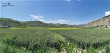 铁丰村 这是2020年夏天回到当年插队的地方：铁丰三队的农田里拍摄的，蓝天白云下农作物长势喜人。愿铁丰村越来越好！