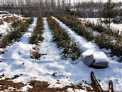 山东省,日照市,莒县,棋山镇,管家坡村