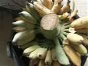 贵岭村 自家的香蕉