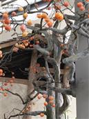 甘肃省,陇南市,康县,迷坝乡,八罗村