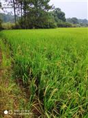 前村 农产品水稻