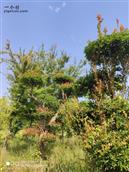 魏桥村 沿山脊的路边现在有一个苖圃园林