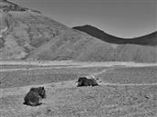 西藏,日喀则地区,定结县,琼孜乡,库宇村