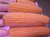 小宋庄村 长年出售各种速冻玉米，鲜玉米。13370261026