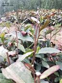 山东省,日照市,莒县,棋山镇,管家坡村