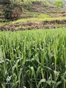 红仙村 2021年红仙村种的小麦