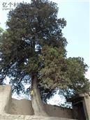 董塬村 这是一棵具有千年的老树，它具有着顽强的意志存活着。