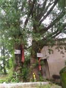 白果村 420年的银杏树