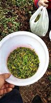 前黄埠村 优质绿茶采摘