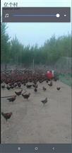 张家堡子村 树林养鸡场