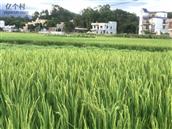 长石村 村中的农田水稻