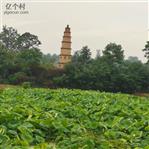 陕西省,咸阳市,武功县,长宁镇,寨大村