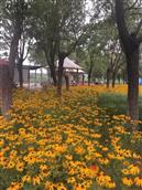 河北省,石家庄市,藁城区,九门乡,前堤里村