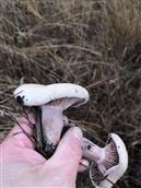 司古塔村 山上采蘑菇