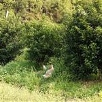 积良村 年桔果园里的狮头鹅在吃草
