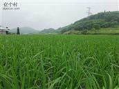 皂田村 后面冲里良田3分