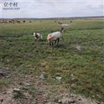 内蒙古,锡林郭勒盟,正镶白旗,宝拉根陶海苏木,乌金岱嘎查村