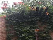 河北省,石家庄市,藁城区,增村镇,大慈邑村