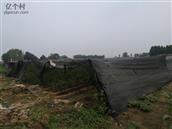 河北省,石家庄市,藁城区,增村镇,大慈邑村