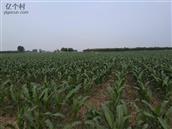 河北省,石家庄市,藁城区,增村镇,大慈邑村