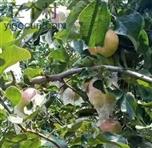 卢庙村 苹果熟了🍎 ，疫情防控常态化路被封，如何卖出去啊！