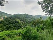 蓝蔚夼村 这是蓝蔚夼村，今年雨水合适，满山植被茂盛
