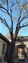 石板片村 100多年的杏树