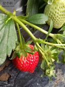 根堡村 根堡村刘永祥的草莓又香又甜，望家人们来摘草莓吧