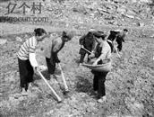 山泗村 七十年代集体种庄稼