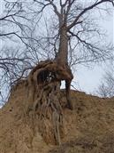 梁凹村 百年自然高提根古树在梁凹沟里