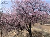 麻台村 春天的气息扑面而来 粉色的杏花让你很开心