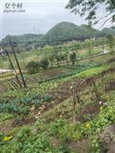 中梁村 被征收了多年的土地闲置，仍可以种点菜！