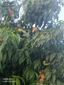 马台子村 庭院里的桃子