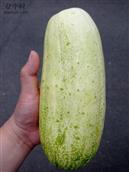 薛庄村 自己种的黄瓜就是奥力给！