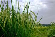 李店村 李店大队是以水稻生产为主，大米非常好吃。李店有耕地204公顷，山林面积2140公顷，森林覆盖率达98%。