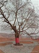 潘庄村 村里的老槐树，护佑一方平安！