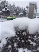 杨庄村 新疆的雪🌨️