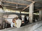 西山村 西山村一家专业养殖户居然养了20多头牛，太棒了！！！