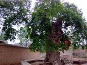 北陈村 此照片是位于北陈村东北角的数百年古树，拍摄于二十三年前。
