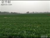 夏家社区村 昔日碱场涝洼地，
如今小麦绿浪翻。
