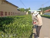宋璩村 志愿者在修剪绿化花草