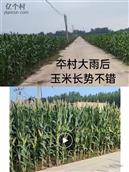 鲍辛村 夲村玉米长势不错