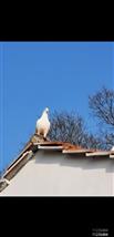 龙霓山村 屋顶的白鸽