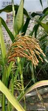 祁营村 这是祁家营村刘恒荣种植的517苦瓜功能稻灌浆期的稻穗。