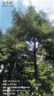 马川村 山上松树的照片