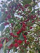 山西省,忻州市,偏关县,窑头乡,光明村